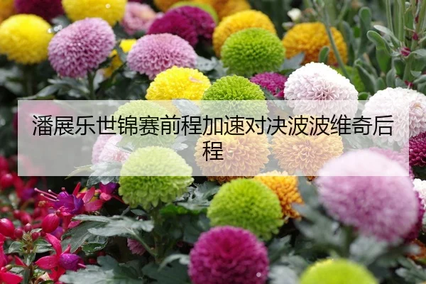 潘展乐世锦赛前程加速对决波波维奇后程